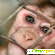 Как содержать обезьяну в домашних условиях: уход -  - Фото 365352