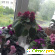 Узамбарская фиалка сенполия: выращивание и уход -  - Фото 393335