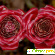 Как цветет имбирь -  - Фото 405122