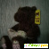 Плюшевые Медведи от Toys Club -  - Фото 419509