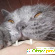Поможет ли мазь вишневского от укусов кошек -  - Фото 406133