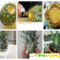 Выращивание ананаса в домашних условиях -  - Фото 493872