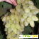Виноград столетие описание сорта фото отзывы -  - Фото 587541