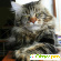Кошки мейн кун отзывы владельцев -  - Фото 614862