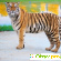Амурский тигр -  - Фото 655561