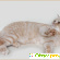 Окрас табби у британских кошек (фото) -  - Фото 680855