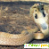 Самые опасные змеи -  - Фото 666719