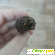 Чернослив в шоколадной глазури с грецким орехом -  - Фото 769974