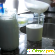 Молочный гриб как ухаживать и употреблять -  - Фото 844932