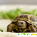 Среднеазиатская сухопутная черепаха -  - Фото 857121