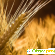 Шампунь чистая линия пшеница и лен отзывы -  - Фото 873930