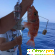 Рыбалка на кипре -  - Фото 911566