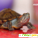 Красноухая черепаха отзывы -  - Фото 936558
