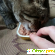 Влажный корм FeliCat для кошек с индейкой 95 гр -  - Фото 966639