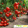 Из чего состоят помидоры -  - Фото 976297