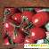 Семена Алтая некрупные томаты -  - Фото 975436