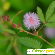 Горшечный цветок Стыдливая мимоза -  - Фото 1003899