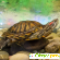 Полезная информация для любителей красноухих черепах -  - Фото 1029398