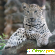 Комплект фотоштор «Леопард» -  - Фото 1063102