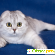 Вислоухий шотландский кот - Scottish Fold (Скотиш-фолд) -  - Фото 1061809