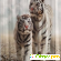 Фотошторы Zlata Korunka «Белые тигры» -  - Фото 1061672