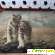 Ковер ТамиТекс «Белые тигры» -  - Фото 1063099