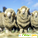 Леггинсы из овечьей шерсти «Долли» -  - Фото 1116496