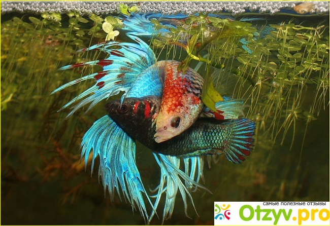 Рыбка петушок фото5