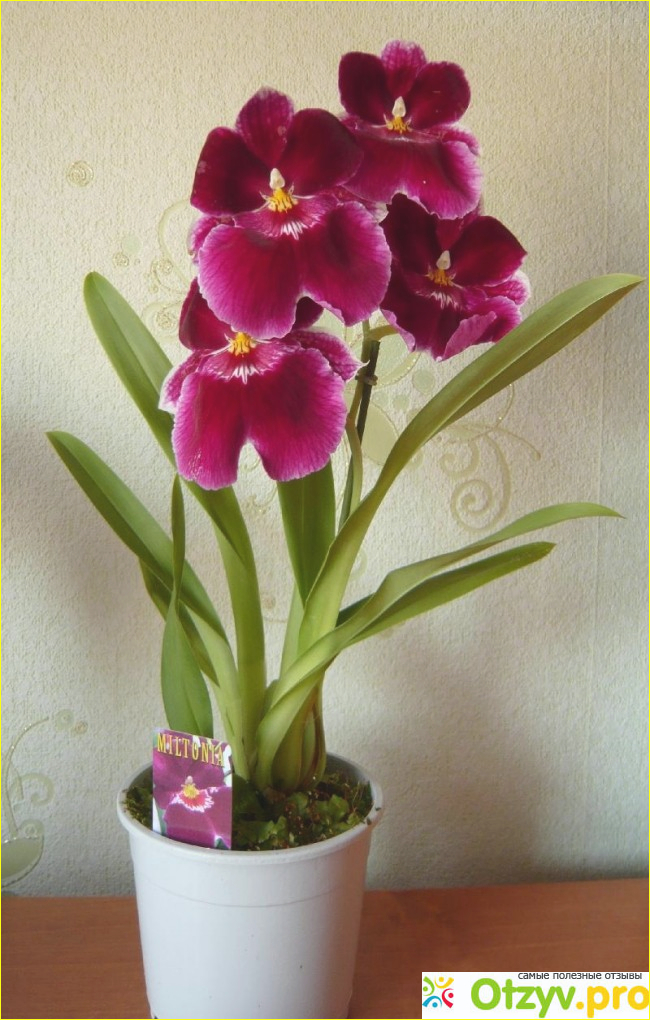 Орхидея фото10