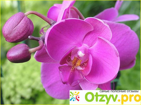 Как ухаживать за орхидеей в домашних условиях фото2