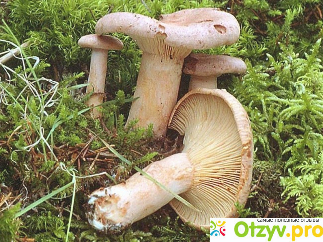 Несъедобные грибы фото4