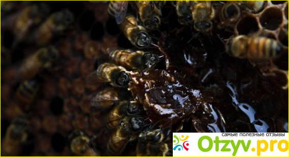 Польза пчелиного укуса