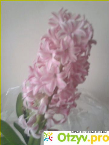 Комнатный цветок Гиацинт фото1