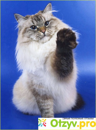 Порода кошек «Невские маскарадные» фото2