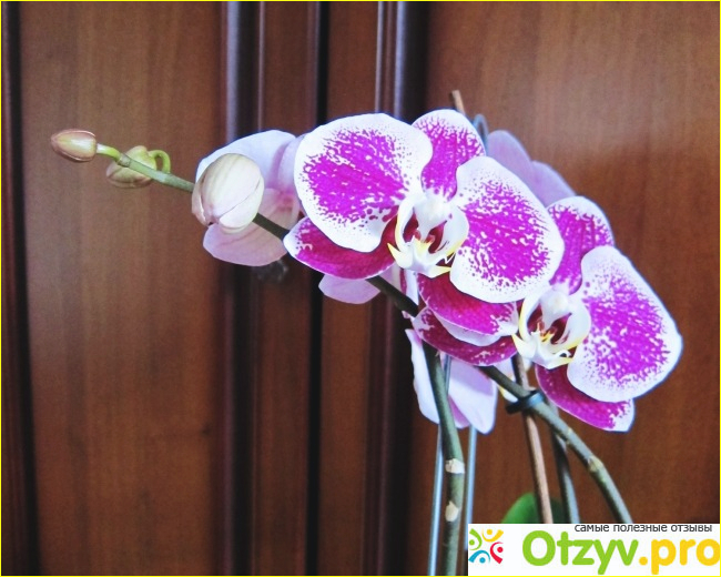 Орхидея Фаленопсис фото1