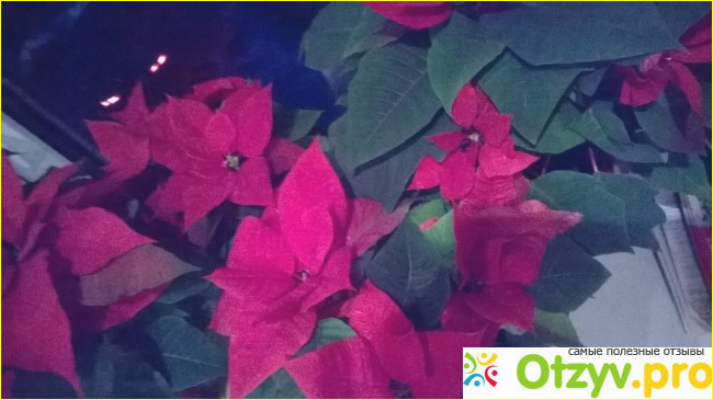Отзыв о Рождественская звезда - цветок Пуансеттия (Poinsettia).