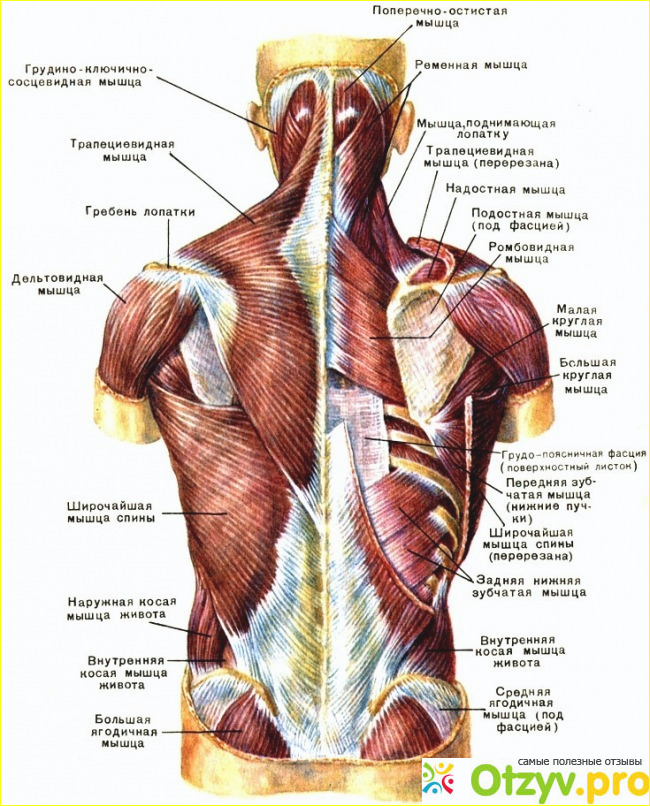 Особенности мышц