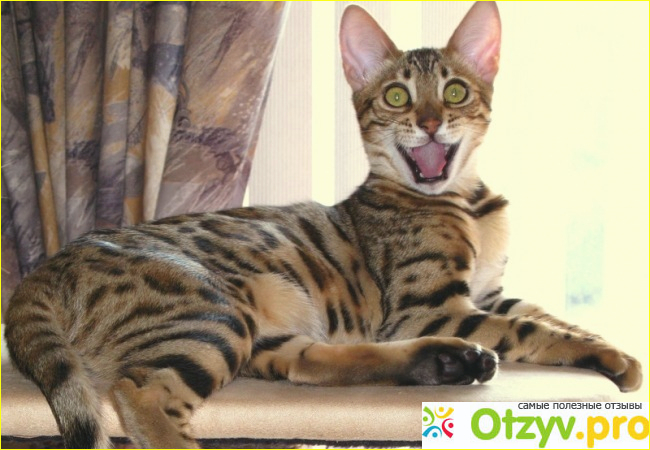 Кошка бенгальской породы: описание, уход