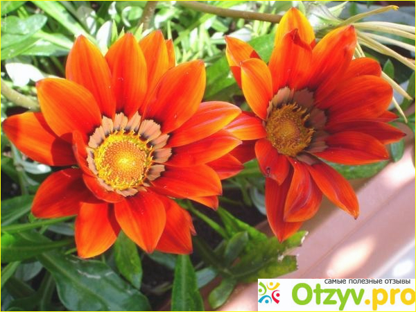 Оранжевые цветы похожие на ромашки фото3