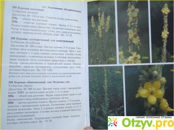 Шанцер и. а растения средней полосы европейской россии полевой атлас фото1