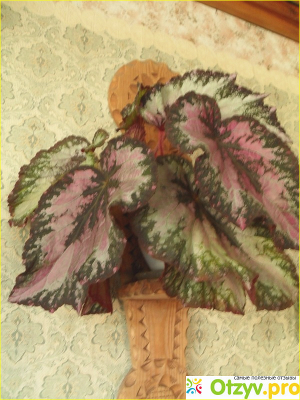 Бегония лиственно-декоративная фото2