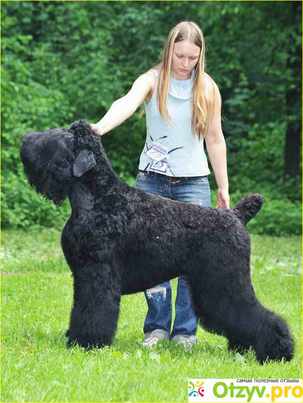 Описание породы собак русский черный терьер