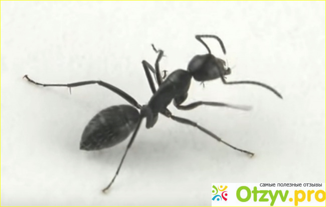 Что такое Черный муравей