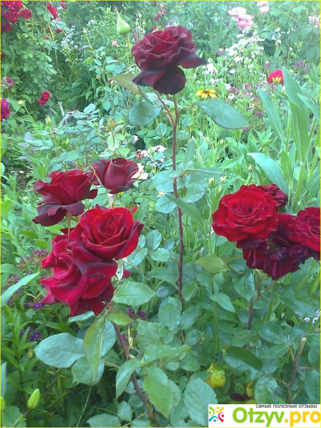 Розы на приусадебном участке фото3