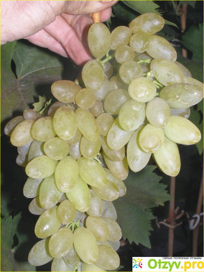 Особенности выращивания винограда столетие. 