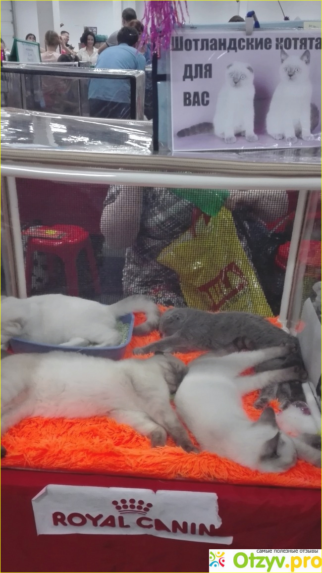 Выставка-продажа кошек КоШарики Шоу в Сокольниках фото8