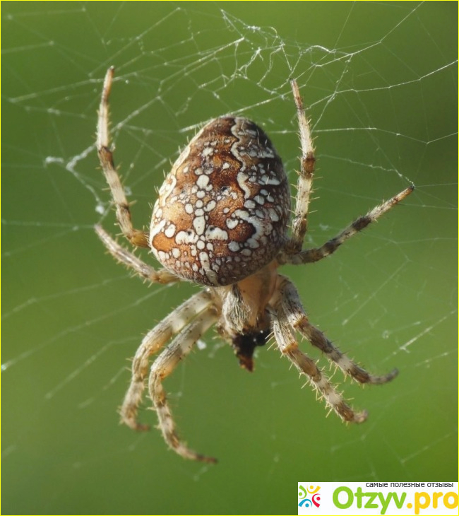 Отзыв о Самые опасные пауки