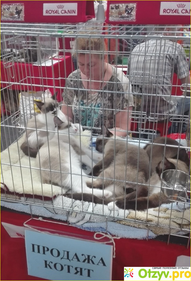 Выставка-продажа кошек КоШарики Шоу в Сокольниках фото6