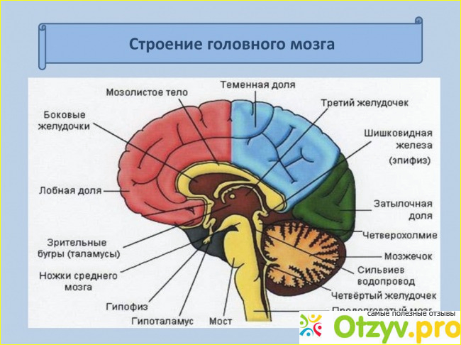 Отзыв о Отделы мозга и их функции: строение, особенности и описание