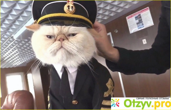 Кот моряк. 